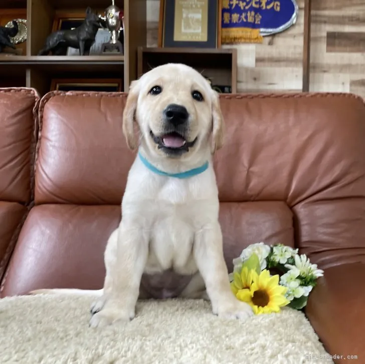 ID：2307-06898の子犬