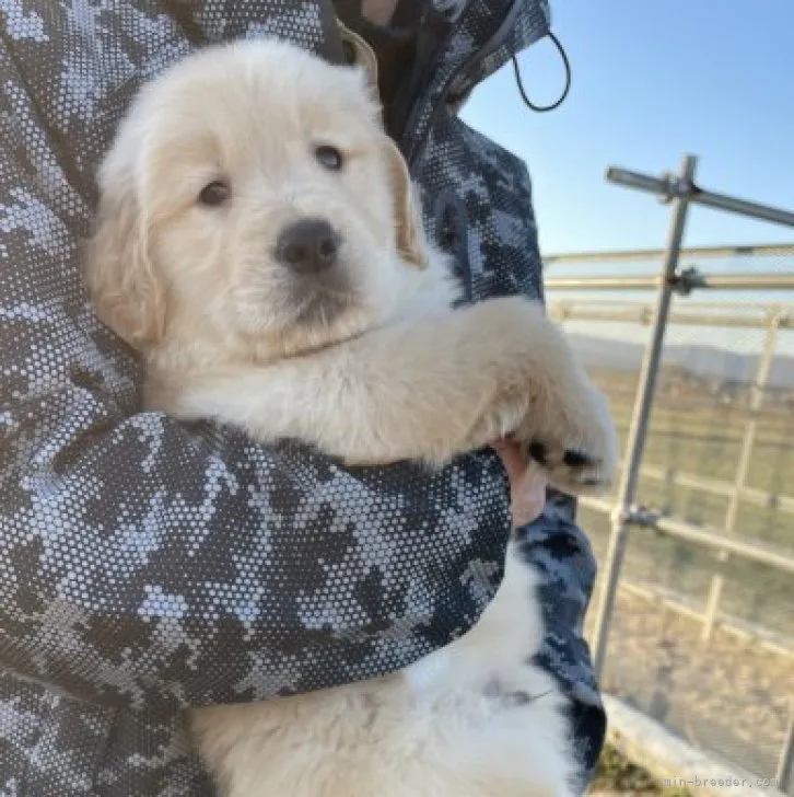 ID:2302-01199の子犬