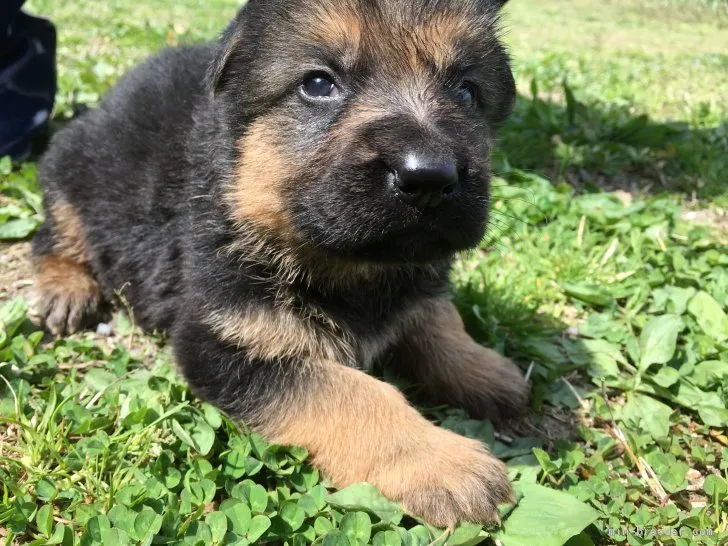 ID:1804-01027の子犬
