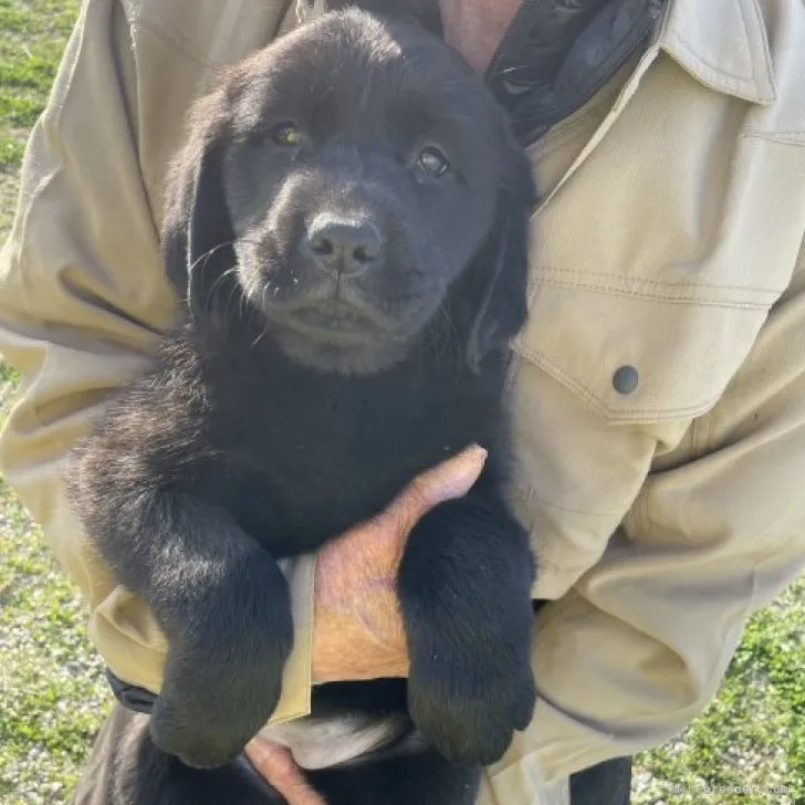 ID：2304-00427の子犬