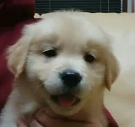 ID:1501-00775の子犬