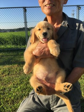 ゴールデンレトリバー【三重県・男の子・2019年5月27日・ゴールド】の写真「良血統な仔犬ちゃん」