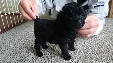 トイプードル(タイニー)【三重県・女の子・2015年5月12日・ブラック】の写真「アメリカチャンピオンの血統をもつトイプードル ！」