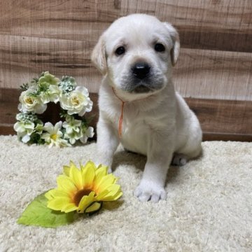 ラブラドールレトリバー【三重県・男の子・2023年5月11日・イエロー】の写真「タレ目でふわふわな男の子です🍀」