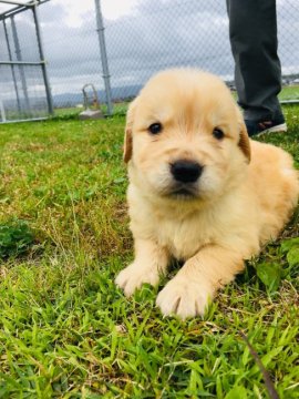 ゴールデンレトリバー【三重県・男の子・2019年5月16日・ゴールド】の写真「元気いっぱいコロコロベビー」