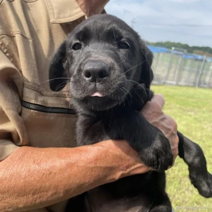 ID:2207-03119の子犬