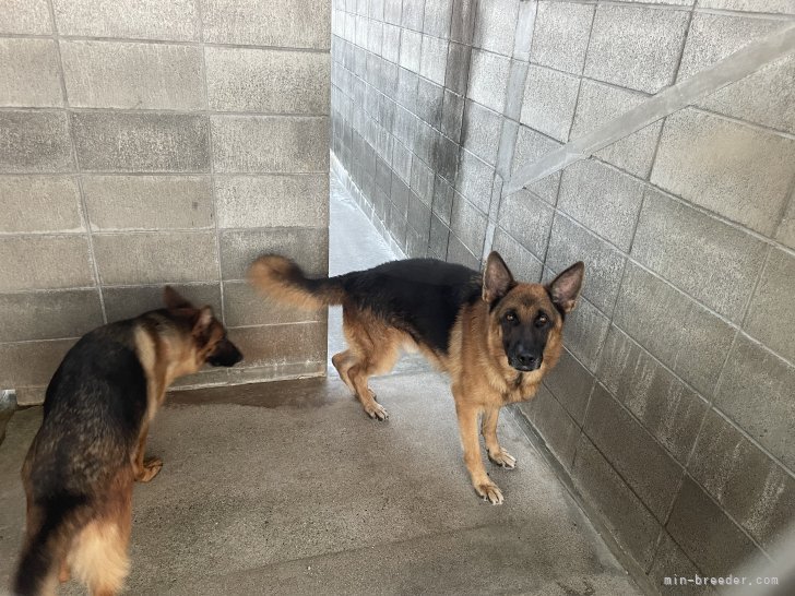 ジャーマン・シェパード・ドッグ【・男の子・2020年8月5日・ブラックタン】「こちらを向いている子がルオです」