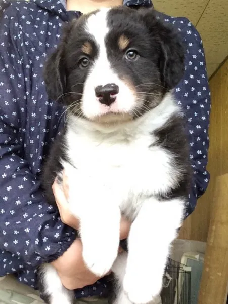 エルマー 様のお迎えした子犬