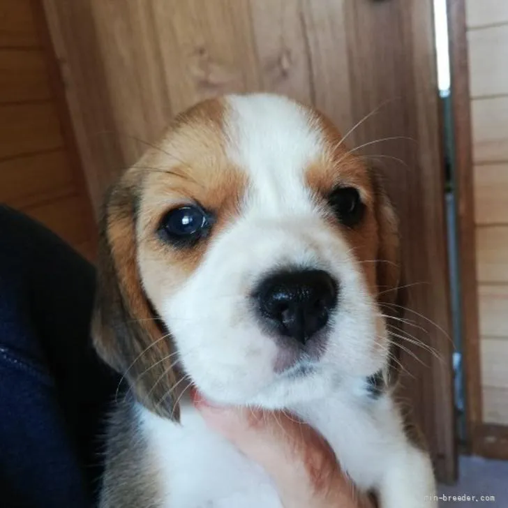 ID：2206-01779の子犬