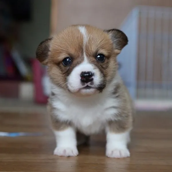 クッキー次朗ママ 様のお迎えした子犬