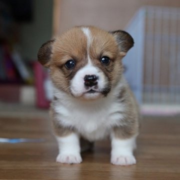 ウェルシュ・コーギー・ペンブローク【北海道・女の子・2015年2月4日・レッド&ホワイト】の写真「顔立ち良いキュートさん♪」