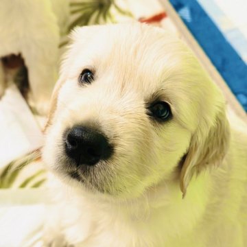 ゴールデンレトリバー【兵庫県・男の子・2025年1月22日・ホワイト◯】の写真「大きい前足、立派な躯体の健康優良児」