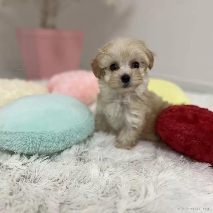 ID：2411-00753の子犬