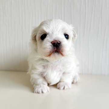マルチーズ【富山県・男の子・2025年11月4日・ホワイト】の写真「むちむちコロコロのマルチーズの男の子♡」
