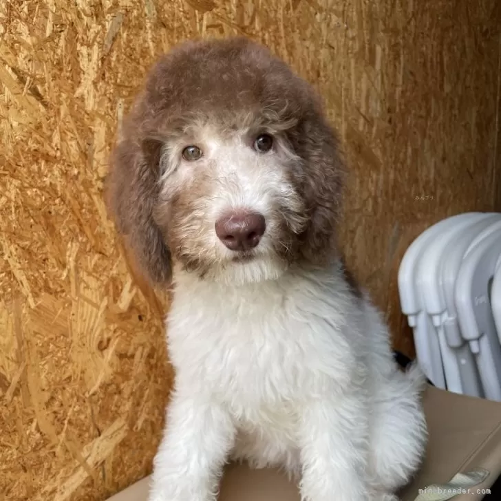 ID：2507-06966の子犬