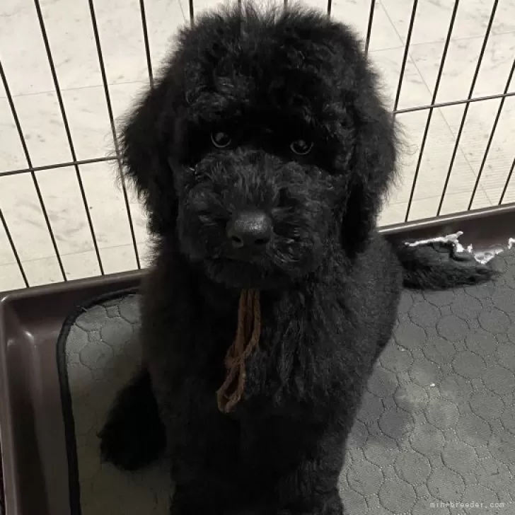 NOA 様のお迎えした子犬