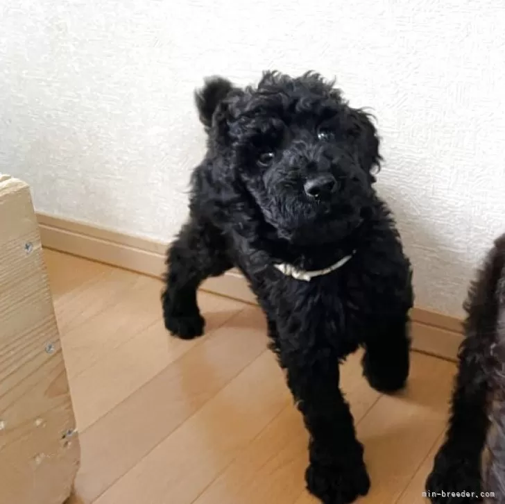 ID:2505-07642の子犬