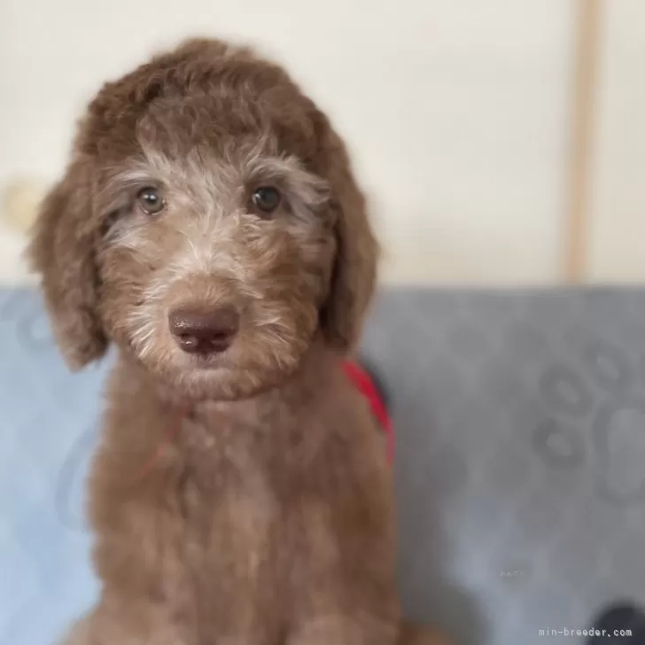 ID：2507-08466の子犬