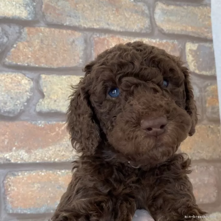 スタンダードプードル【茨城県・女の子・2025年12月30日・ブラウン】の写真1