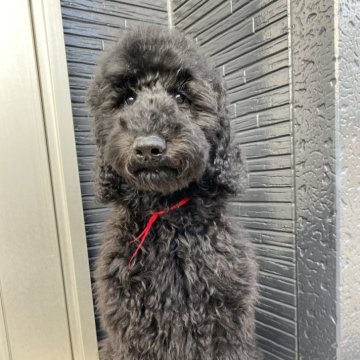 スタンダードプードル【茨城県・女の子・2025年6月30日・ブラック】の写真「小ぶりな女の子」