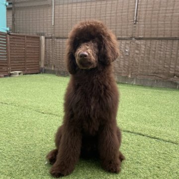 スタンダードプードル【茨城県・男の子・2025年6月15日・ブラウン】の写真「お外遊びが大好き♪」