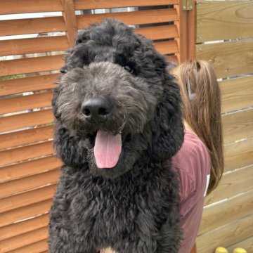 スタンダードプードル【茨城県・男の子・2025年4月19日・ブラック】の写真「ワクチン3回接種済みお迎え後すぐお散歩デビュー」