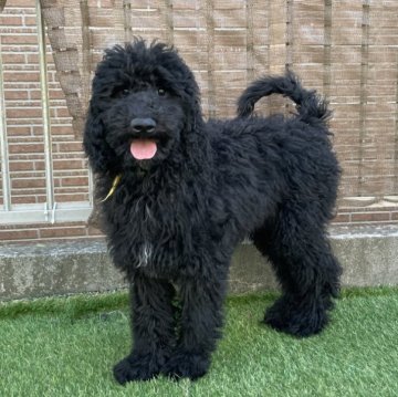 スタンダードプードル【茨城県・女の子・2025年7月31日・ブラック】の写真「胸元の白毛がチャームポイントな女の子♡」