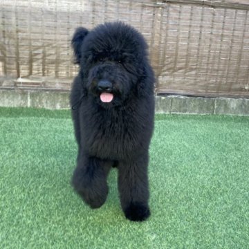 スタンダードプードル【茨城県・男の子・2025年6月30日・ブラック】の写真「甘えん坊な男の子！」