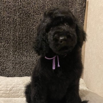 スタンダードプードル【茨城県・男の子・2025年6月30日・ブラック】の写真「兄妹の中で1番大きい子」