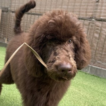 スタンダードプードル【茨城県・男の子・2025年6月15日・ブラウン】の写真「お外遊びが大好き♪」