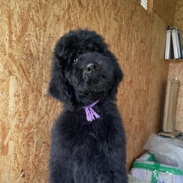 スタンダードプードル【茨城県・男の子・2025年6月30日・ブラック】の写真「ぼーっとしている男の子」
