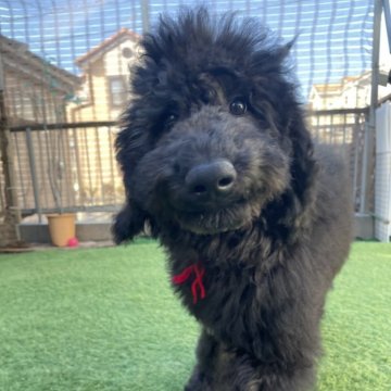 スタンダードプードル【茨城県・女の子・2025年7月31日・ブラック】の写真「足先や胸元に白毛のあるかわいい子♡」