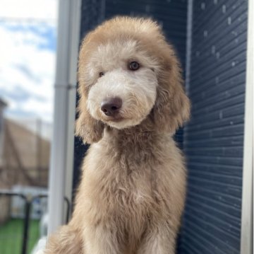 スタンダードプードル【茨城県・女の子・2025年6月15日・シルバーベージュ】の写真「ご予算あるようでしたらご相談ください😊」