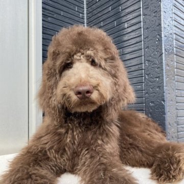 スタンダードプードル【茨城県・男の子・2025年6月15日・ブラウン】の写真「マイペースなのんびり屋さん」