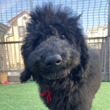 スタンダードプードル【茨城県・女の子・2025年7月31日・ブラック】の写真「足先や胸元に白毛のあるかわいい子♡」