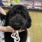 スタンダードプードル