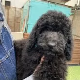 スタンダードプードル