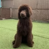 スタンダードプードル