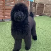 スタンダードプードル