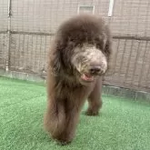 スタンダードプードル