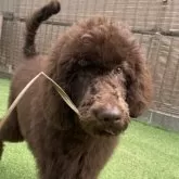 スタンダードプードル