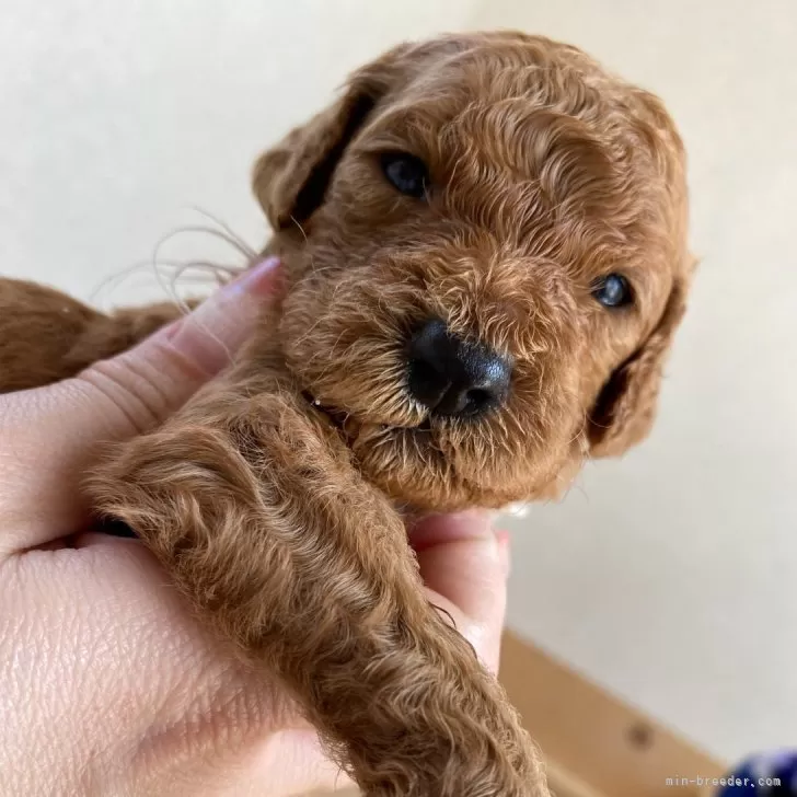 ID：2403-03780の子犬