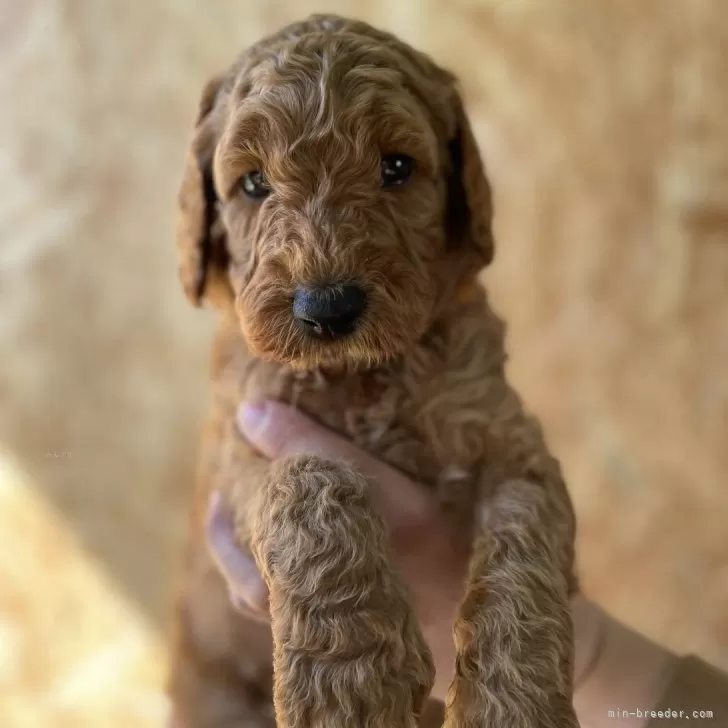 ID：2403-07068の子犬