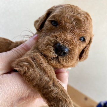 スタンダードプードル【茨城県・女の子・2024年2月26日・レッド】の写真「兄妹の中でも小ぶりな子です」
