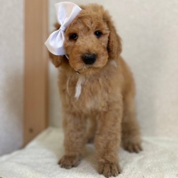 スタンダードプードル【茨城県・男の子・2024年2月26日・アプリコット】の写真「4/23より見学と同時に連れ帰り可能です。」