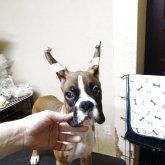 ボクサー
