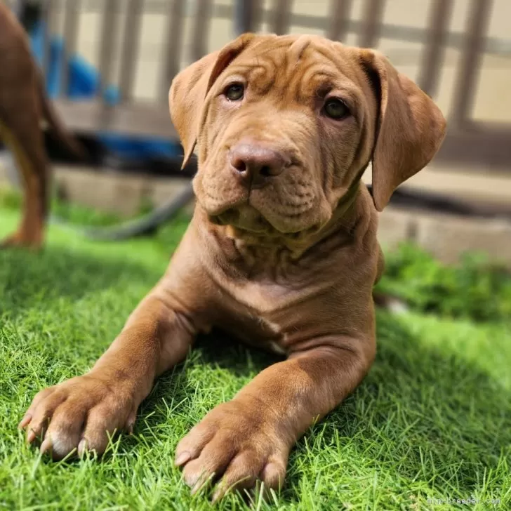 ID：2503-04772の子犬