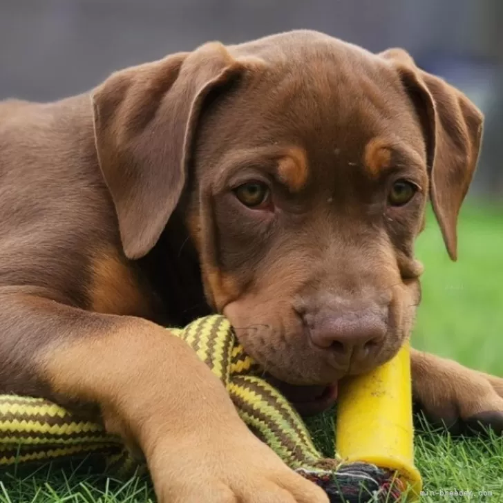 ID：2503-04803の子犬