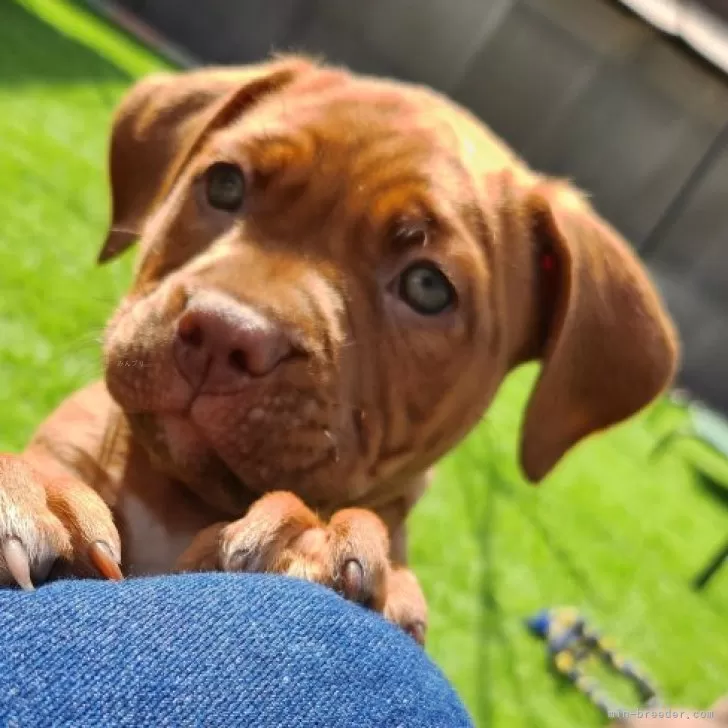 ID：2503-04777の子犬