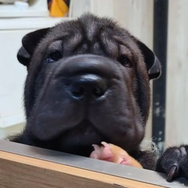 ID:2207-01043の子犬